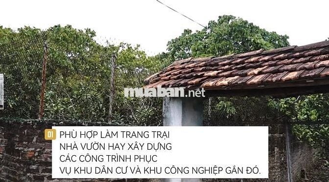 Bán lô đất 5000m tại Phượng Sơn Bắc Giang