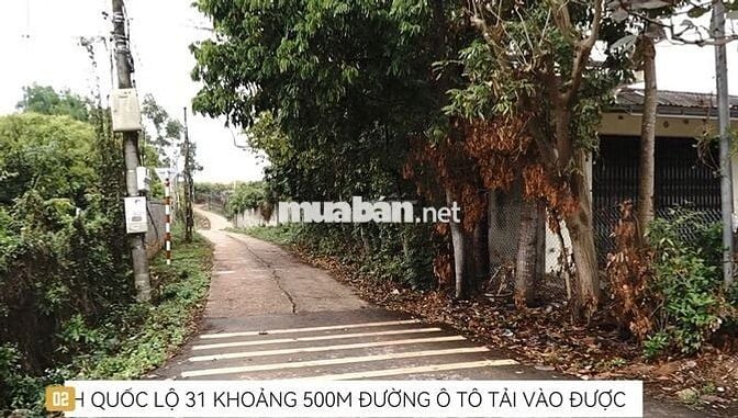 Bán lô đất 5000m tại Phượng Sơn Bắc Giang
