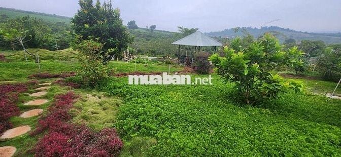 chính chủ cần bán gấp nhà vườn 6.000m2 trong khu du lịch sinh thái