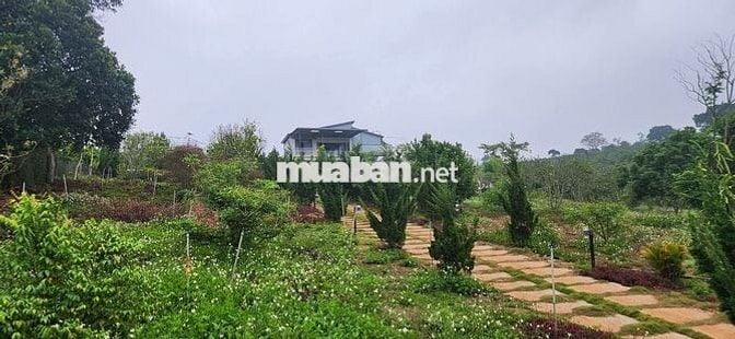 chính chủ cần bán gấp nhà vườn 6.000m2 trong khu du lịch sinh thái