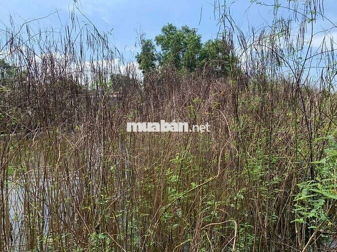 Bán Đất Nông Nghiệp + Gần Đường 4B, Đa Phước, Bình Chánh, TP. HCM