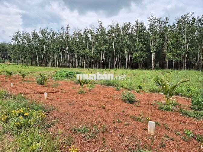 Bán Gấp Lô Đất Mặt Tiền Đường Đất DH519