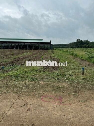 Mặt Tiền Đường Nhựa DH519 Cần Bán