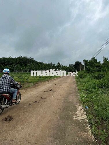 Mặt Tiền Đường Nhựa DH519 Cần Bán