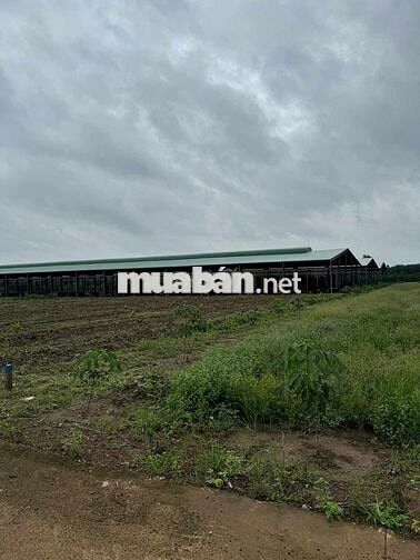 Mặt Tiền Đường Nhựa DH519 Cần Bán