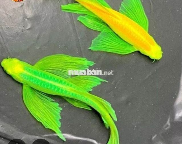 Cho thuê phòng đầy đủ tiện nghi