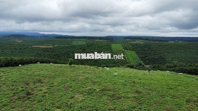 CẦN BÁN GẤP TRONG THÁNG - QUỸ ĐẤT LỚN B’LA 1,3HA - GIÁ ĐẦU TƯ