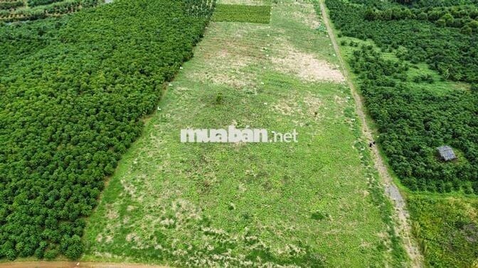 CẦN BÁN GẤP TRONG THÁNG - QUỸ ĐẤT LỚN B’LA 1,3HA - GIÁ ĐẦU TƯ