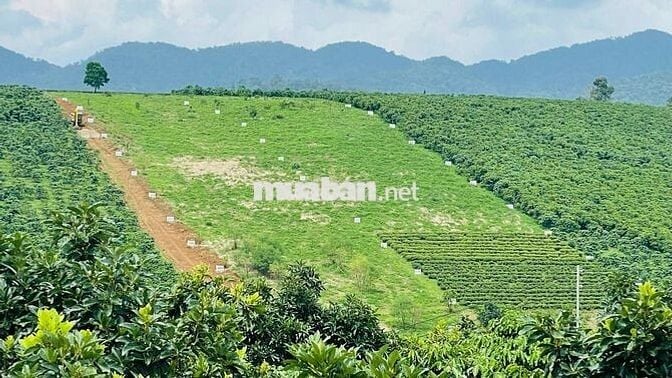 CẦN BÁN GẤP TRONG THÁNG - QUỸ ĐẤT LỚN B’LA 1,3HA - GIÁ ĐẦU TƯ