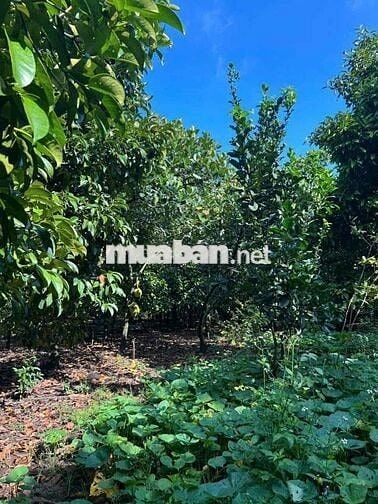 🌟 SIÊU PHẨM ĐẤT MẶT TIỀN XUÂN THỌ – CƠ HỘI ĐẦU TƯ VÀ AN CƯ HIẾM CÓ!