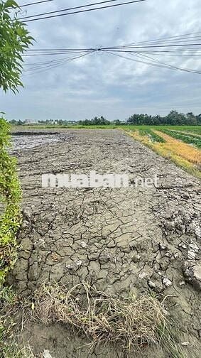 Xây Biệt Thự Sân Vườn – 8x35m Full Thổ, Gần Chợ!