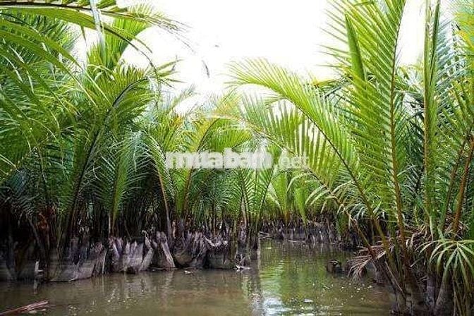 Đất vip khu du lịch rừng dừa Hội An