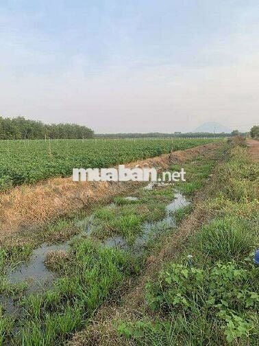 Siêu pgâm đất mặt tiền đường 20m . Tổng dt 1028,5m2 đất . Giá 1,889 tỷ