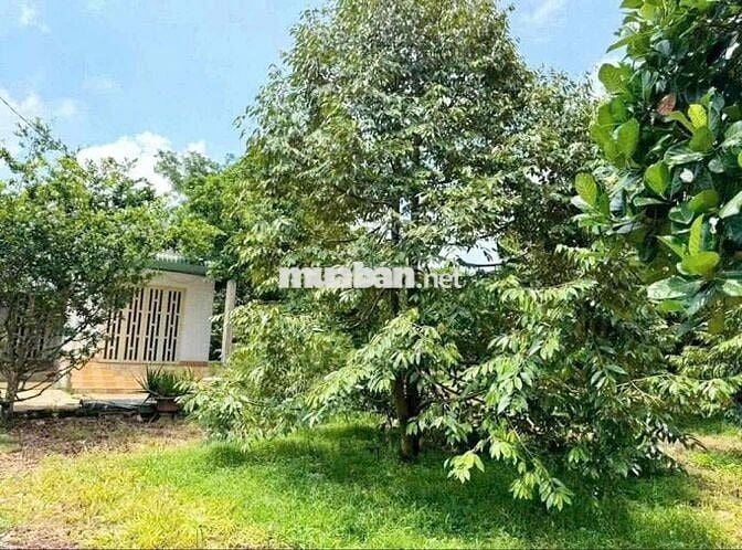 cần bán đất vườn 1000m2 sẵn 100m thổ cư