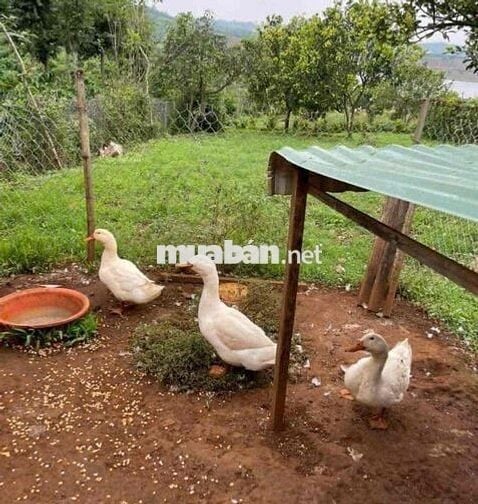 cần bán đất vườn 1000m2 sẵn 100m thổ cư