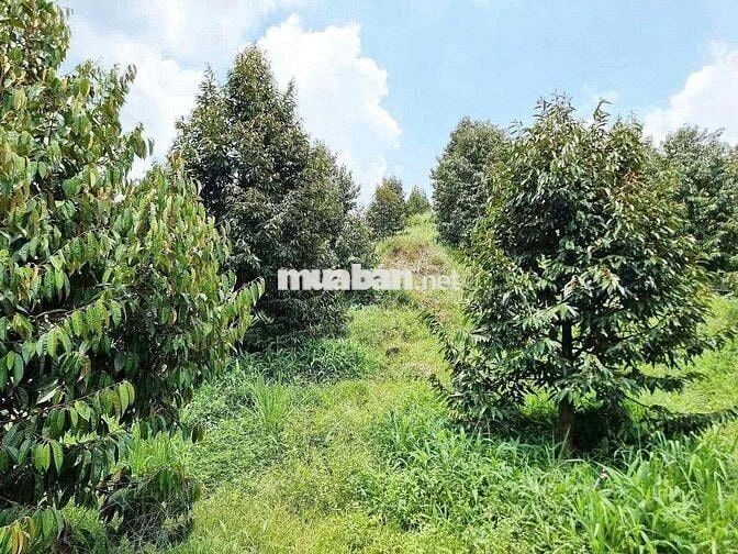 cần bán đất vườn 1000m2 sẵn 100m thổ cư