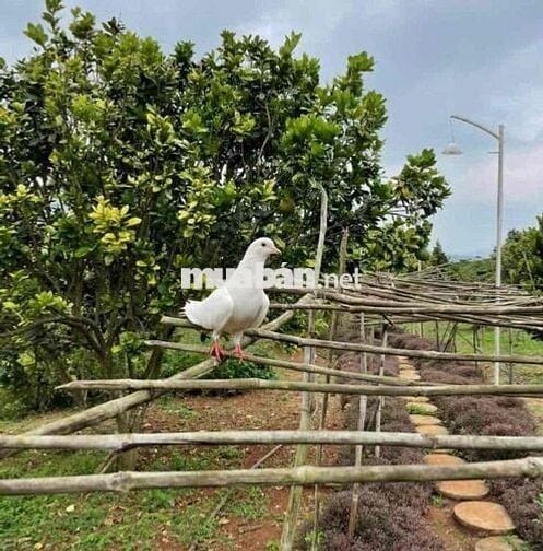 cần bán đất vườn 1000m2 sẵn 100m thổ cư