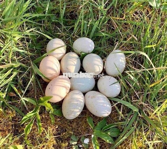 cần bán đất vườn 1000m2 sẵn 100m thổ cư