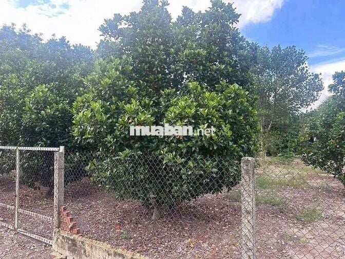 Chủ cần bán gấp căn nhà vườn 3000m² giá như cho 390tr