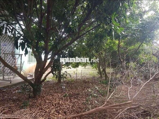 Chủ cần bán gấp căn nhà vườn 3000m² giá như cho 390tr