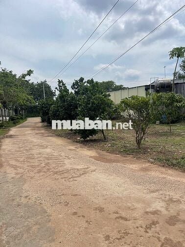 CHỈ 387 TR ĐẤT VƯỜN SẦU RIÊNG+NHÀ CẤP 4 1500m² CHƠN THÀNH BÌNH PHƯỚC