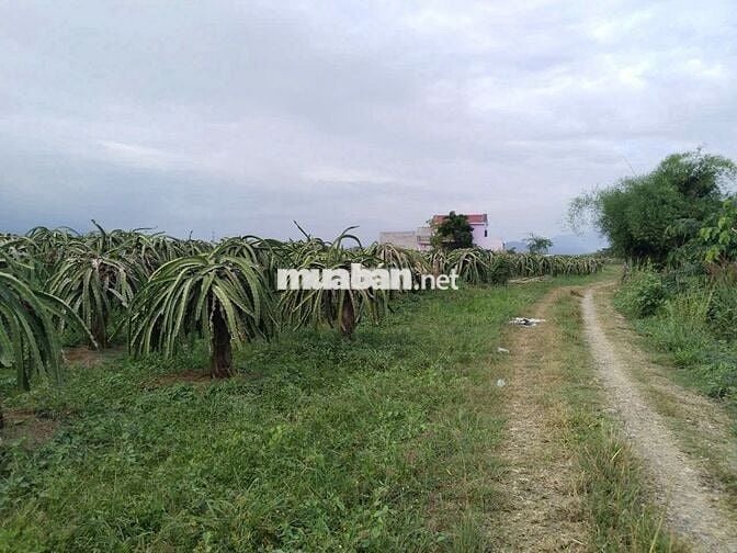 CHÍNH CHỦ BÁN ĐẤT HÀM THUẬN NAM BÌNH THUẬN