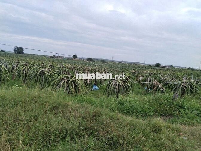 CHÍNH CHỦ BÁN ĐẤT HÀM THUẬN NAM BÌNH THUẬN