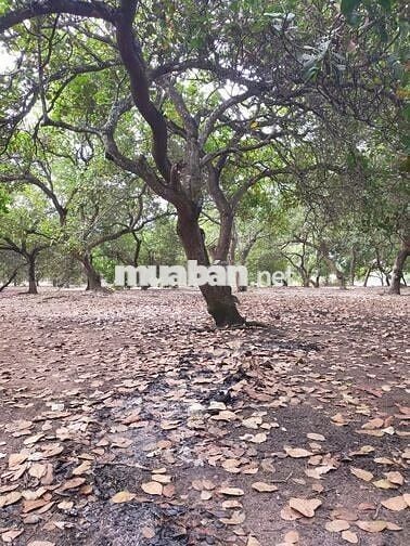 2 mặt tiền ( 1 nhựa - 1 đất ) cách Cụm CN Tân Hưng 500 mét 725tr