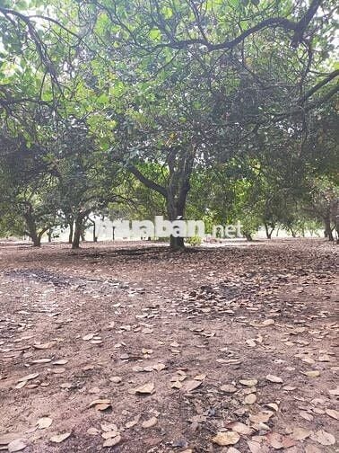 2 mặt tiền ( 1 nhựa - 1 đất ) cách Cụm CN Tân Hưng 500 mét 725tr