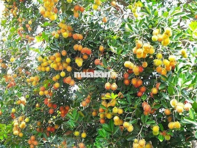 Em có 1000m² vườn Ăn trái lâu năm Dầu Giây, thổ nhưỡng tốt giá chỉ 1tỷ