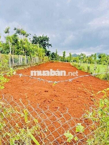 LÔ ĐẤT LÀM NHÀ VƯỜN RỘNG RÃI ĐẤT THÔN 8 CƯBUR (CŨ)PHƯỜNG BUÔN MA