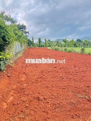 LÔ ĐẤT LÀM NHÀ VƯỜN RỘNG RÃI ĐẤT THÔN 8 CƯBUR (CŨ)PHƯỜNG BUÔN MA