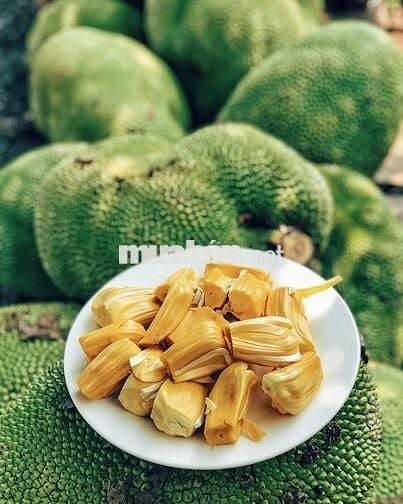 Em có 1000m² vườn Ăn trái lâu năm Dầu Giây, thổ nhưỡng tốt giá chỉ 1tỷ