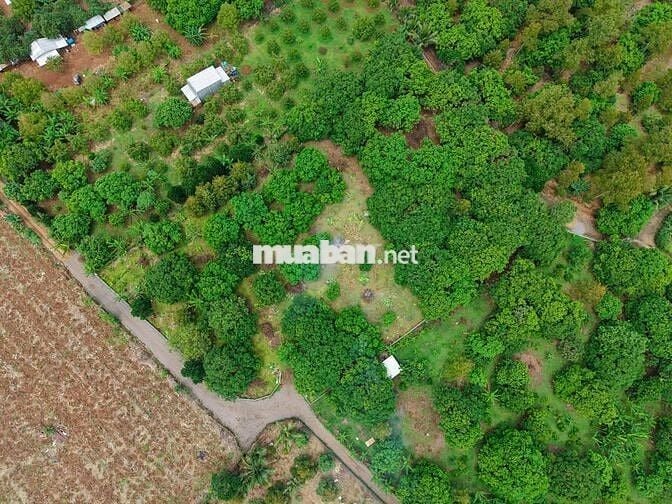 Em có 1000m² vườn Ăn trái lâu năm Dầu Giây, thổ nhưỡng tốt giá chỉ 1tỷ