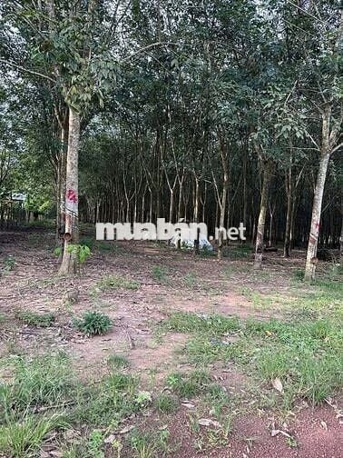 Khách Gửi Lô Đất Cao Su Diện Tích Hơn 7000m2