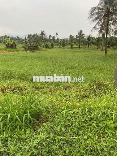 Chính chủ bán đất giá rẻ –Bắc Bình- Bình Thuận 2100m²