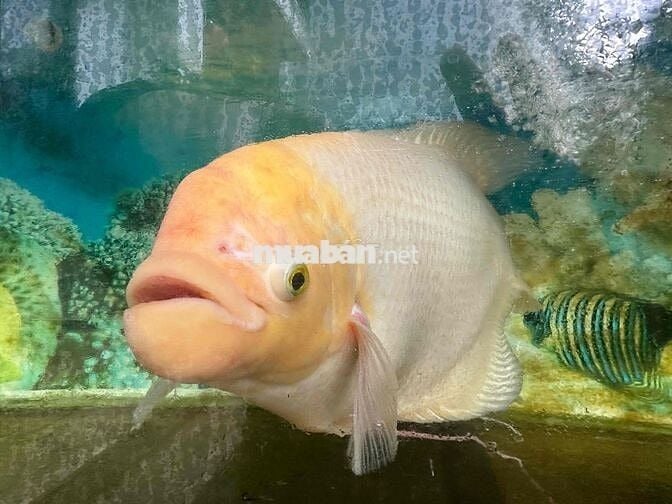 Bán nhanh 2MT ngay Càu Khuê Đông Hoà Quý Ngũ Hành Sơn ĐN