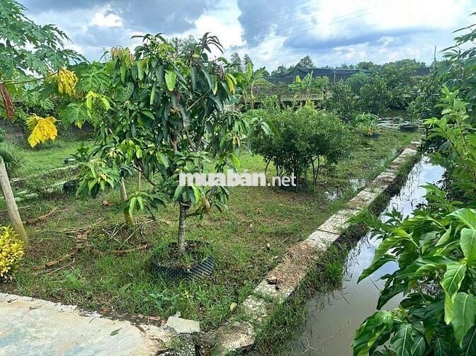 Nhà vườn đẹp 2ty8 Bình Mỹ Củ Chi