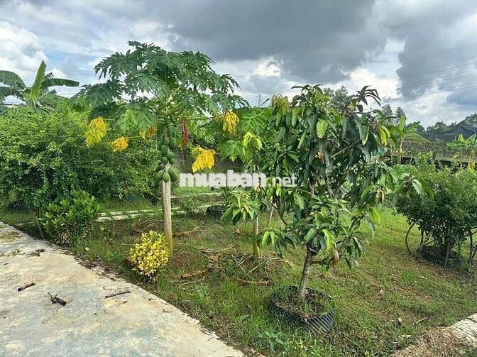 Nhà vườn đẹp 2ty8 Bình Mỹ Củ Chi