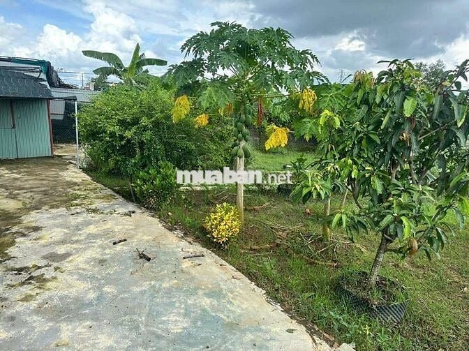 Nhà vườn đẹp 2ty8 Bình Mỹ Củ Chi