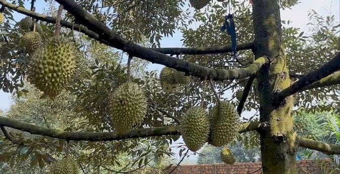 SANG LẠI (17.000M2) ĐẤT TC SHR CÓ SẴN NHÀ VƯỜN SÁT CHỢ GIÁ 8 TỶ 8