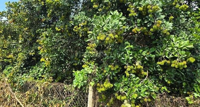 SANG LẠI (17.000M2) ĐẤT TC SHR CÓ SẴN NHÀ VƯỜN SÁT CHỢ GIÁ 8 TỶ 8