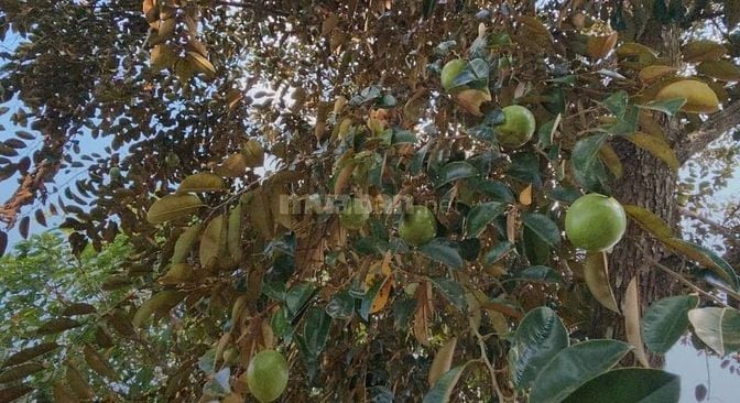 SANG LẠI (17.000M2) ĐẤT TC SHR CÓ SẴN NHÀ VƯỜN SÁT CHỢ GIÁ 8 TỶ 8