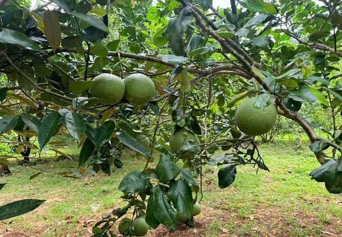 SANG LẠI (17.000M2) ĐẤT TC SHR CÓ SẴN NHÀ VƯỜN SÁT CHỢ GIÁ 8 TỶ 8