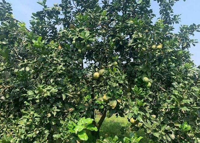 SANG LẠI (17.000M2) ĐẤT TC SHR CÓ SẴN NHÀ VƯỜN SÁT CHỢ GIÁ 8 TỶ 8