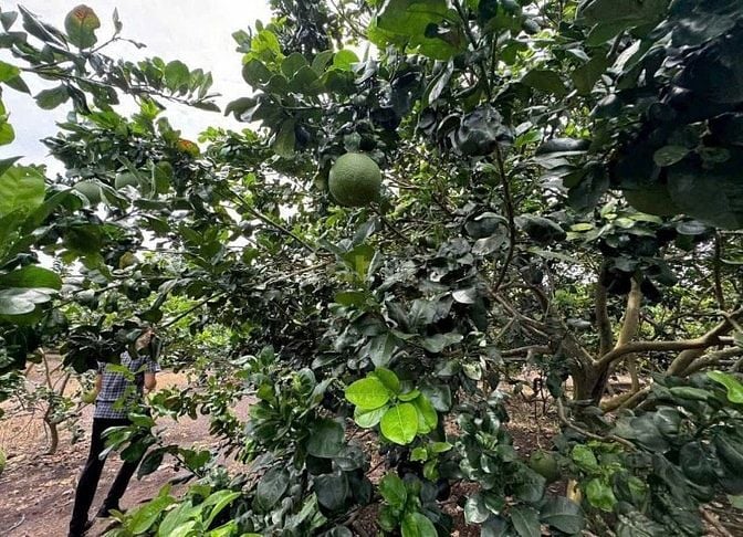 SANG LẠI (17.000M2) ĐẤT TC SHR CÓ SẴN NHÀ VƯỜN SÁT CHỢ GIÁ 8 TỶ 8