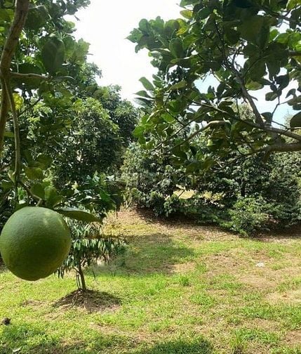 SANG LẠI (17.000M2) ĐẤT TC SHR CÓ SẴN NHÀ VƯỜN SÁT CHỢ GIÁ 8 TỶ 8