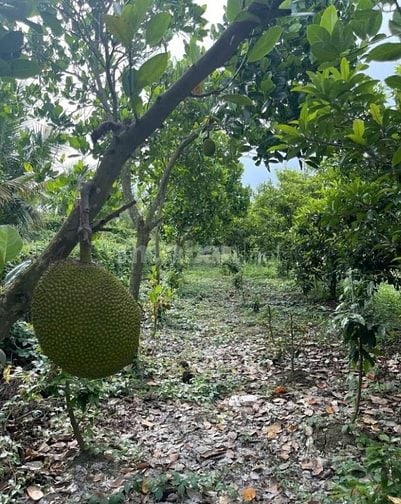 SANG LẠI (17.000M2) ĐẤT TC SHR CÓ SẴN NHÀ VƯỜN SÁT CHỢ GIÁ 8 TỶ 8