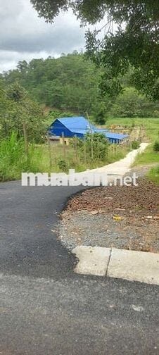 Bán Đất mặt tiền 45m mimosa Đà Lạt Lâm Đồng đất nông nghiệp TMDV