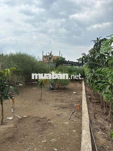 Nhà Vườn 2000m2 thổ cư shr đường ôtô quay đầu